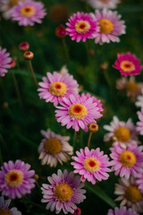 Flores rosas y amarillas, detalle, fondo vertical vegetal natural.