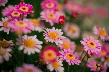 Fototapeta premium Flores rosadas y amarillas, fondo floral, trama vegetal