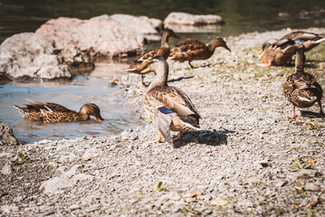 Enten am See