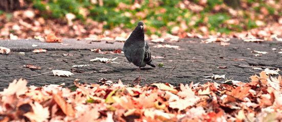 Autumn background with the image of a dove.
