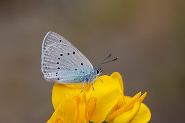 Giant blue butterfly in cassia plant ; Glaucopsyche lessei