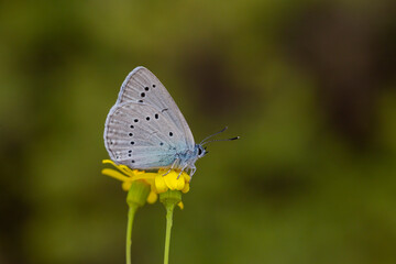 Giant blue butterfly in cassia plant ; Glaucopsyche lessei
