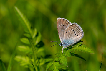 Polyommatus semiargus, green leaf and summer butterfly on green background