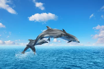 Foto op Plexiglas Mooie tuimelaars die op zonnige dag uit zee springen met helder blauw water © New Africa
