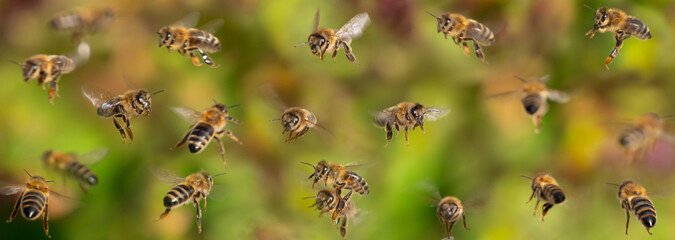 unique photo of bees in flight - bee breeding (Apis mellifera) close up - obrazy, fototapety, plakaty
