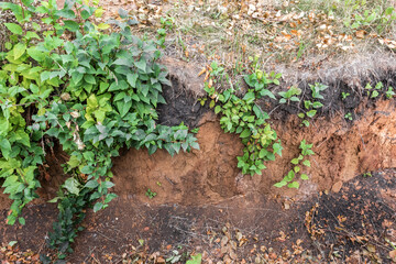 The edge of the clay ravine is overgrown with green ivy and grass. The texture and pattern of clay soil.
