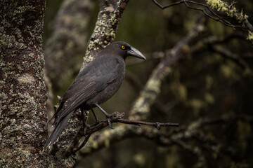 Closeup of a gray currawong perching on a branch in the forest