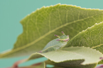 Charaxes jasius the two-tailed pasha or foxy emperor caterpillar of this butterfly, looking like a cartoon monster perched on strawberry tree leaves