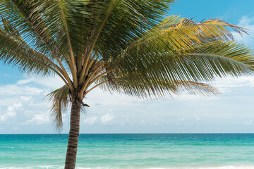 Fototapeta na wymiar palms on island blue sky and clouds background.photo frame coconut trees on beach.