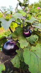 Ripe round eggplants growing on a bush - 453871592