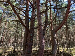 Fototapeta premium Unusual tree trunks in the forest