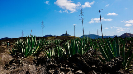 Agave, Pflanzen in vulkanischer Landschaft, Aloe