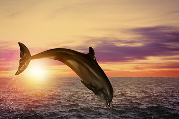 Beautiful bottlenose dolphin jumping out of sea at sunset