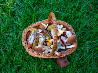 A wicker basket full of wild mushrooms stands on the green grass. - Powered by Adobe