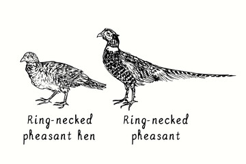 Ring-necked pheasant rooster and hen side view. Ink black and white doodle drawing in woodcut style illustration
