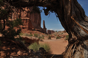Knotted old trees in Arches National Park