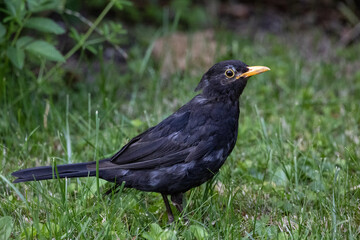 Obraz premium Amsel-Mann 