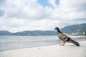 Birds on sea lake water and flying in sky on summer at Hawaii beach.