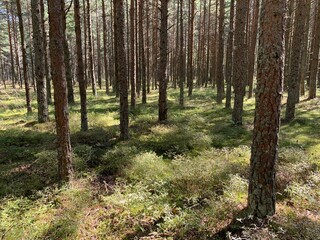 Obraz premium Beautiful coniferous forest, light natural colors