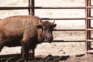 Young buffalo on farm with fence background for bison portrait.