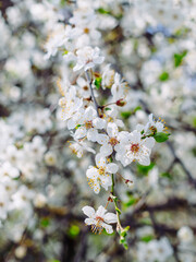 close-up of a blooming apricot tree branch in spring