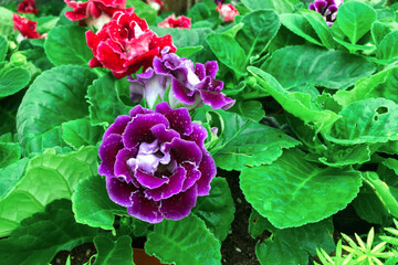 Flowers blooming in the garden in the morning