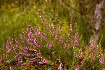 Obraz premium Heather heath purple flower nature background