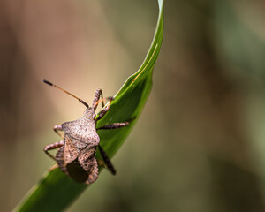 Leather bug on a blade of grass