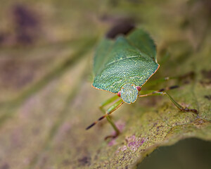 green stink bug on a leaf