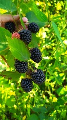 blackberries in the garden. Ripe large blackberries growing on a bush
- 453876307