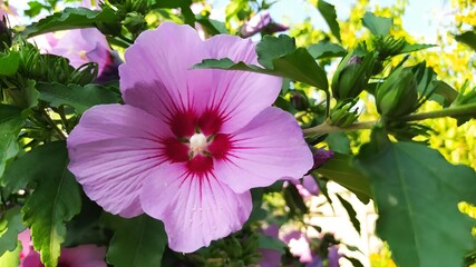 Growing beautiful pink hibiscus flower on a bush.
- 453876317
