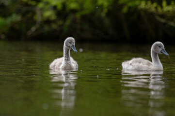 Mute cygnet swans with grey down feathers