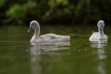 Mute cygnet swans with grey down feathers