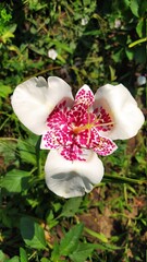 pink and white flower. tigridia. orchid - 453876360