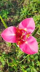 pink orchid flower. tigridia,  - 453876393