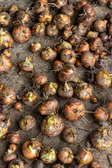 Close-up photo of onions fresh out of the ground and spread out to dry for winter storage; the concept of onion harvesting