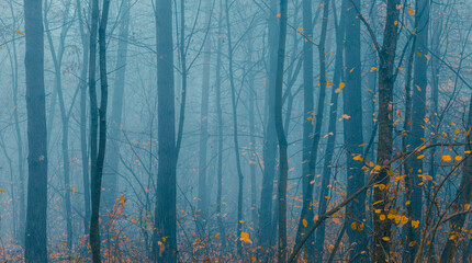 Beautiful forest on a foggy autumn day. Fairy, autumnal mysterious forest trees with yellow leaves. Panoramic wide shot.