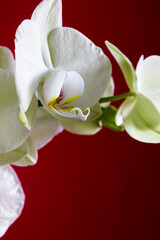 Detail of a beautiful white orchid on dark red background, copy space.