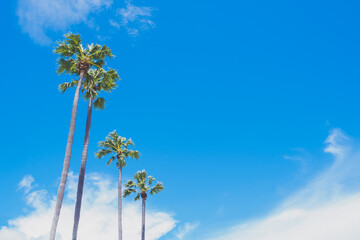 Fototapeta premium Four green palm or coconut tree stand with clearly could and blue sky background in summer with copy space
