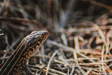 lizard in the grass