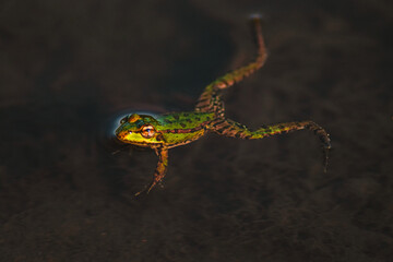 A frog is resting in the water