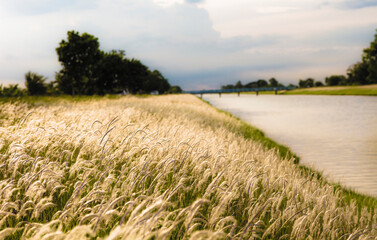 Beautiful White meadow along canal , natural outdoor secene