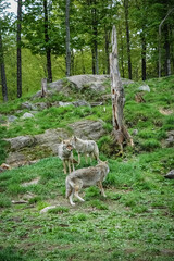 Fototapeta premium wolf in the canadian wilderness
