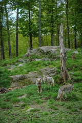 Obraz premium wolf in the canadian wilderness