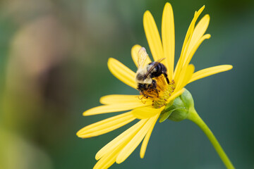 Bumble be sitting on sunflower 