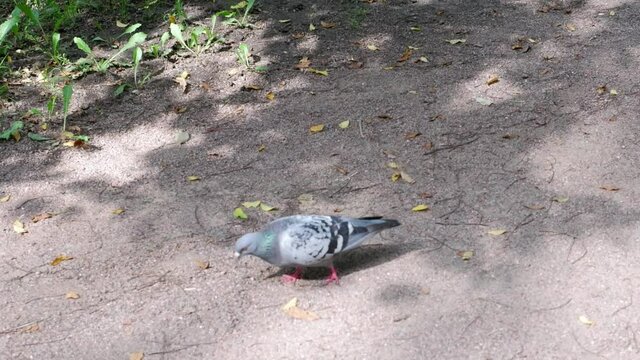 The dove walks along the river bank. Bird. Animal.