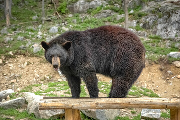 black bear in the canadian wilderness
