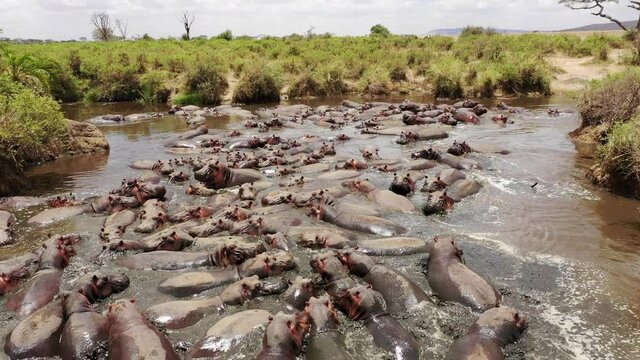 Hippopotamus Bloat Group in Africa