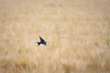Flying barn swallow (Hirundo rustica), over yellow field full of barley.