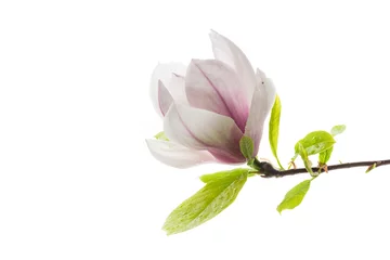 Zelfklevend Fotobehang one pink flower on a branch of blooming magnolia close up © Peredniankina